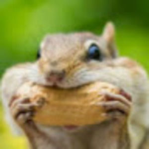 Meet your Posher, Chippyplaysmc